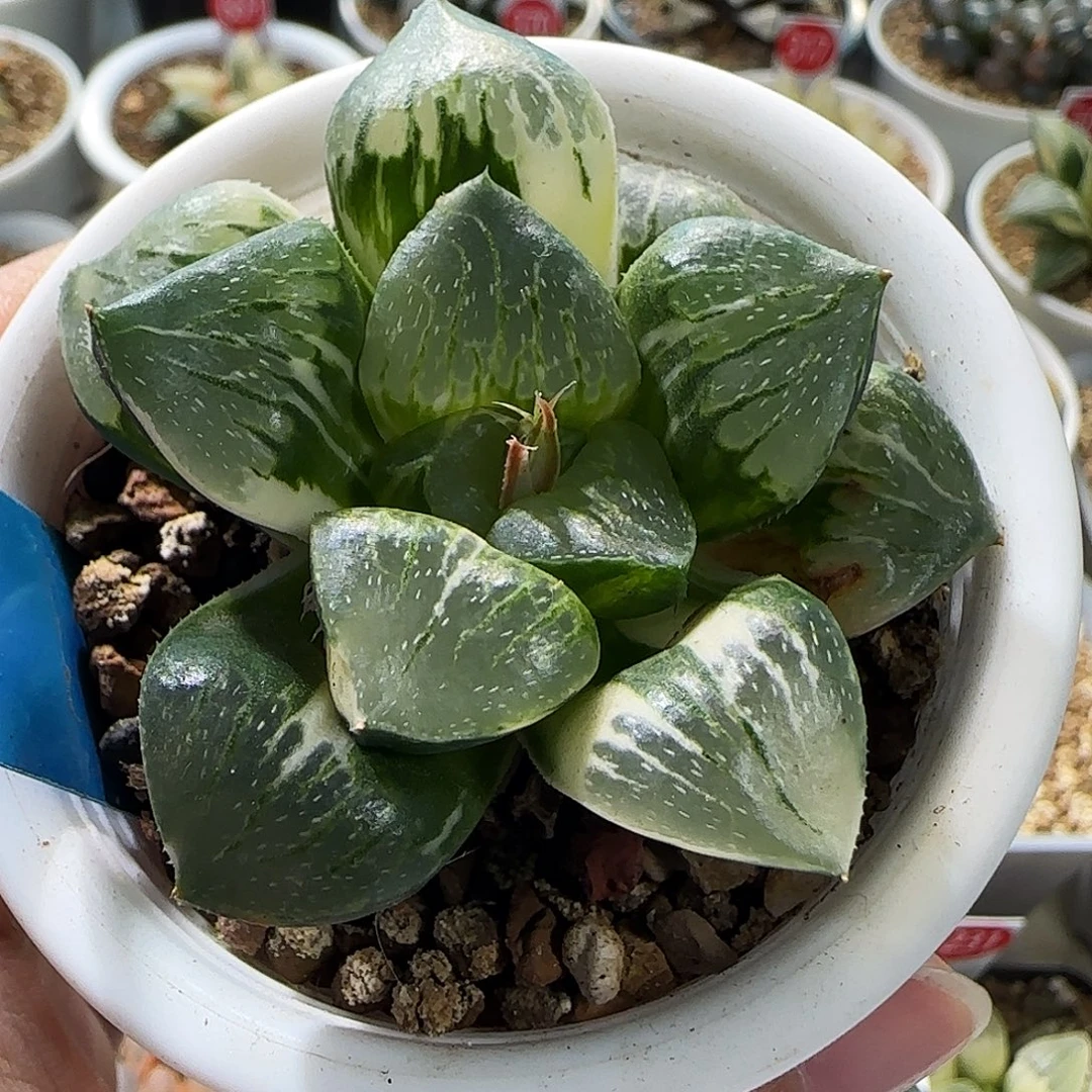 372号日月潭实生锦一物一拍带盆土