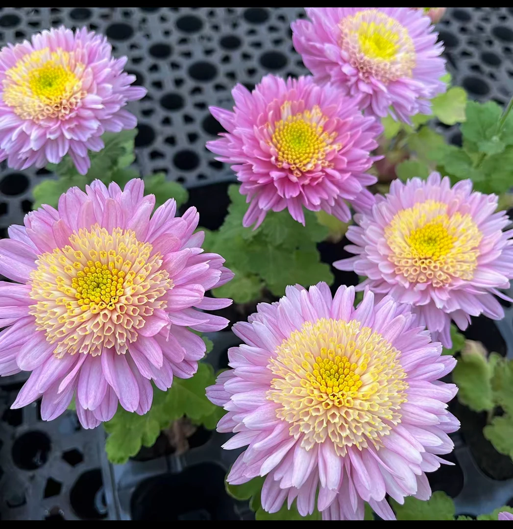 【塞拉之光】鲜花盆栽带花四季开花阳台菊花室内室外庭院绿植花卉