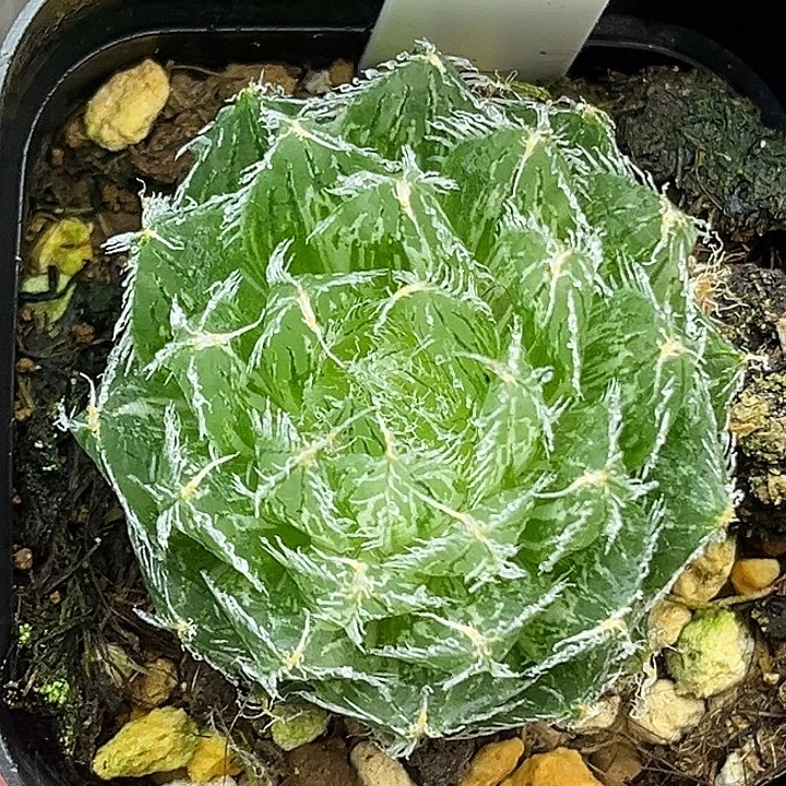 4塞米维亚玉露锦头家多肉十二卷