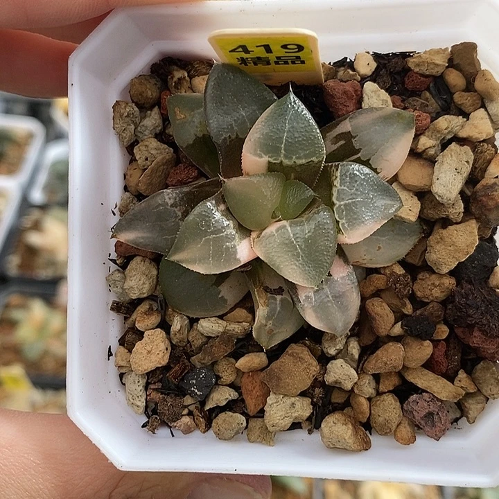 419木叶克锦一物一拍