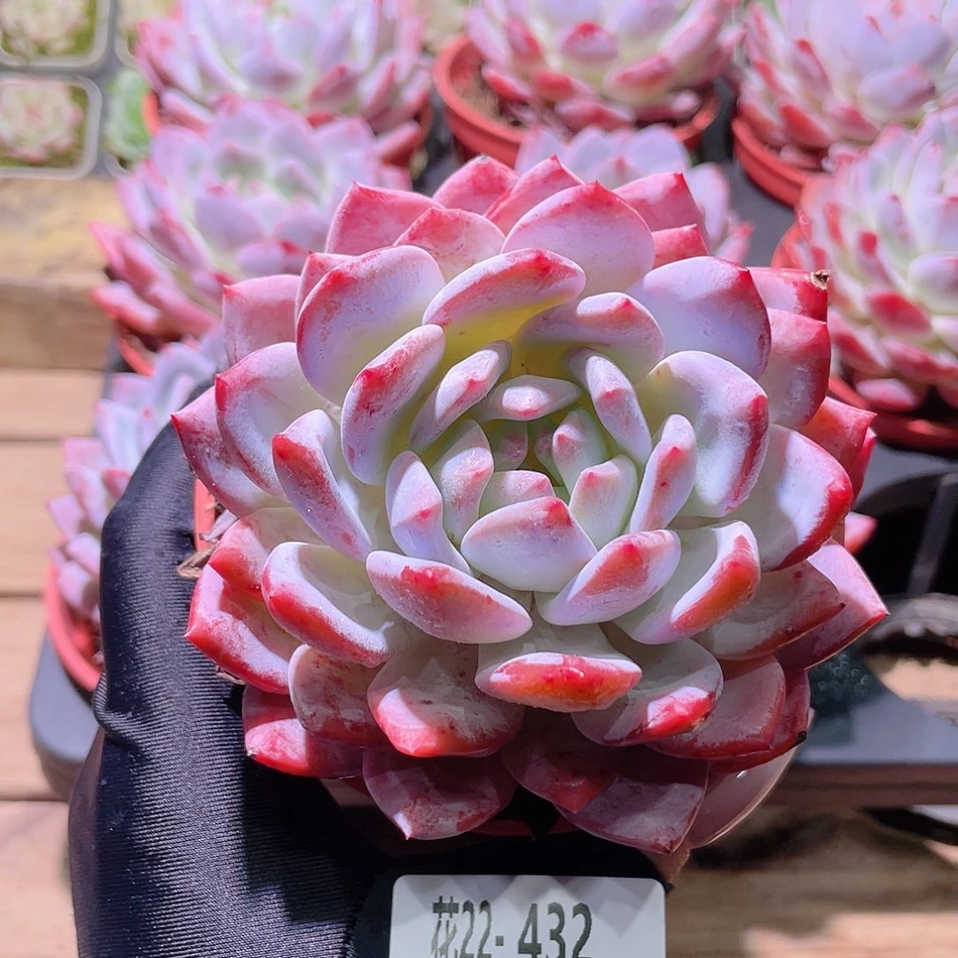 花利美22-432橙梦露