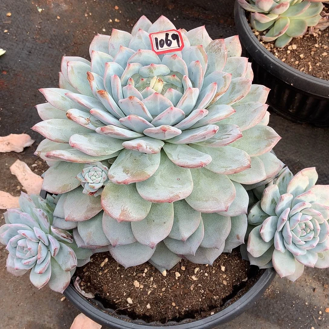 蓝橙1069晓晓一物一拍