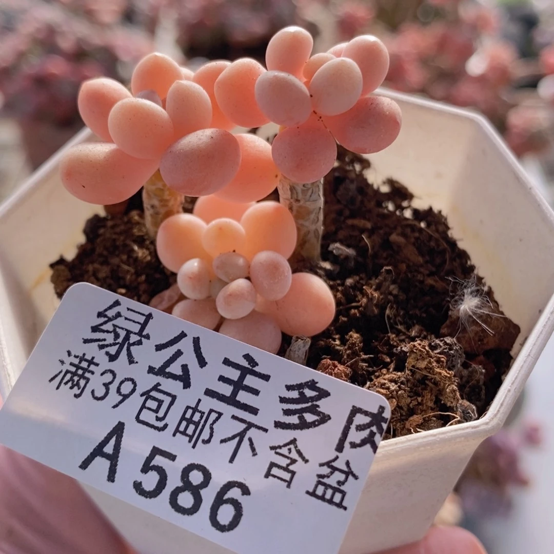 鱼子酱老桩5cm586多肉酱