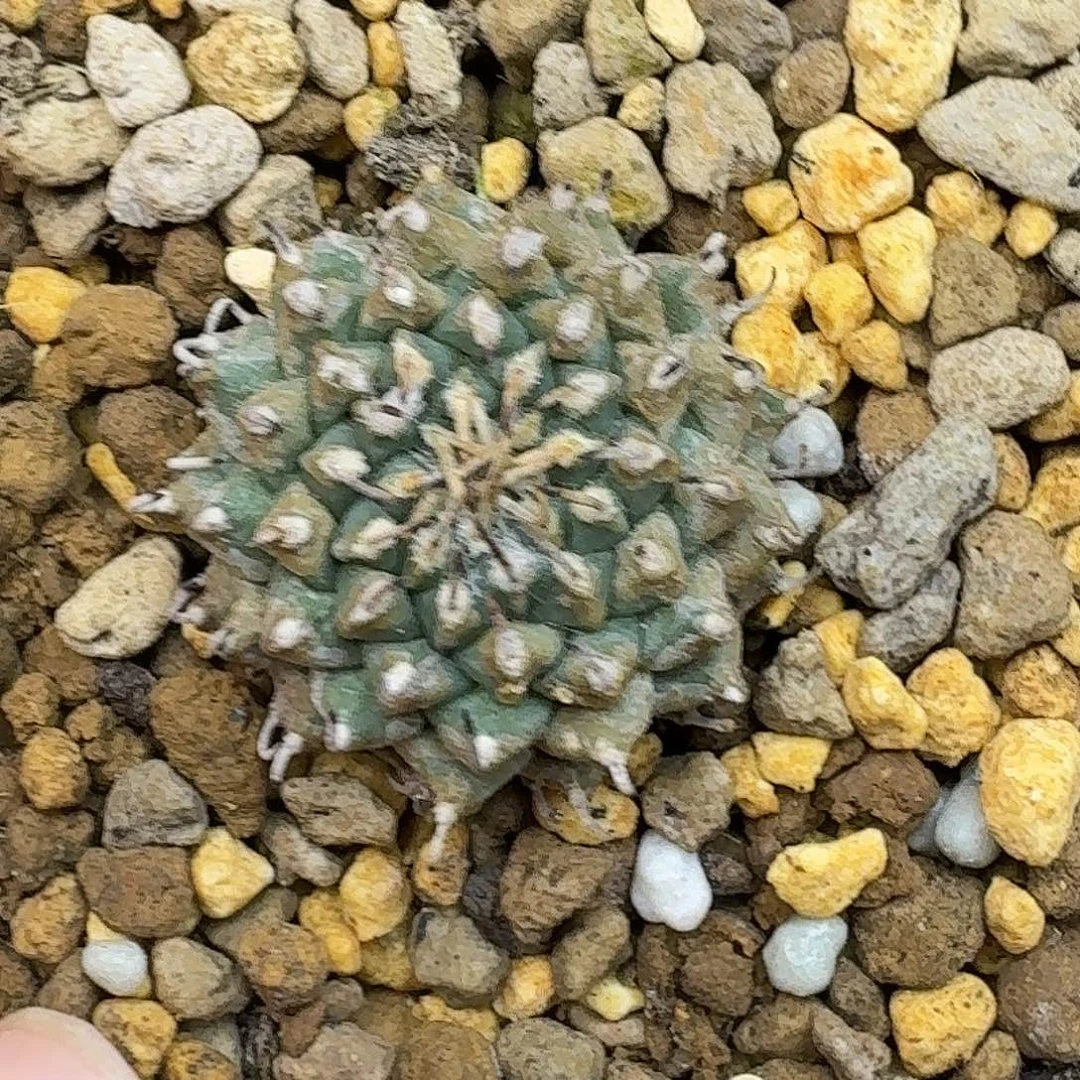 墨***者实生安德森娇丽hhh