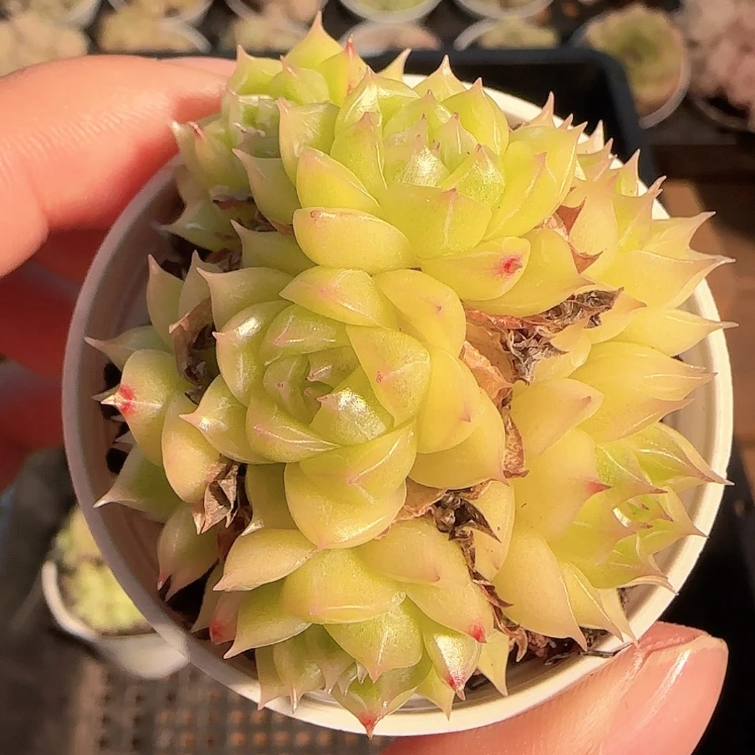 1121-------215麦秆