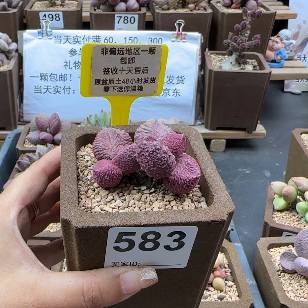 七**呀583巨猪宝多肉植物