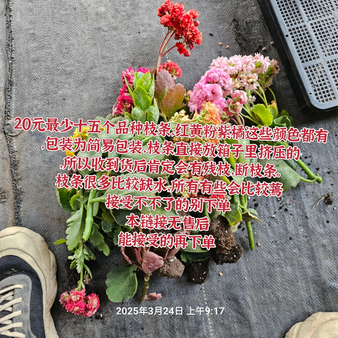 长寿花枝条 处理   断枝  打蔫  完美者别拍 无售后