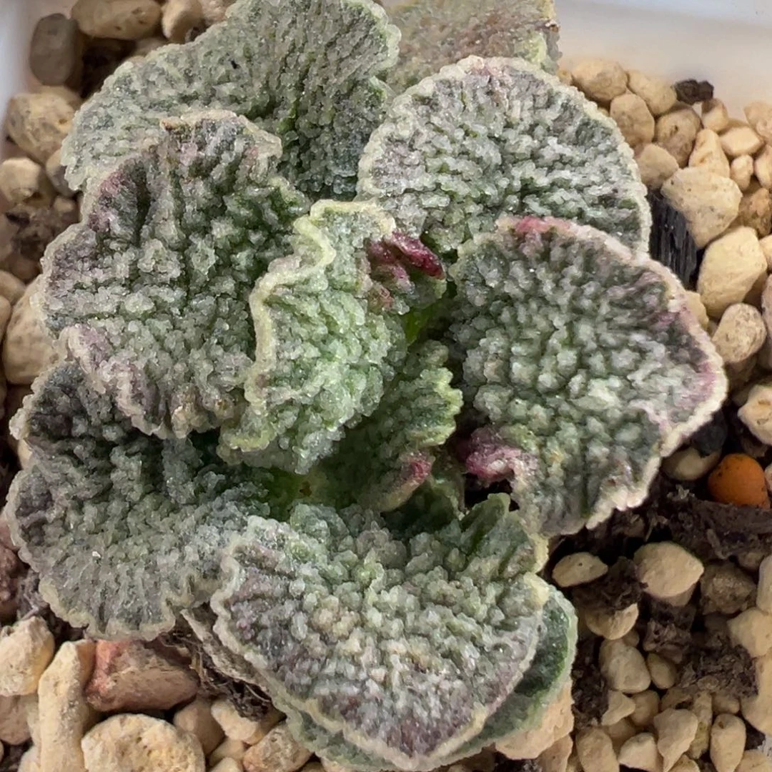 红玫瑰单头纯木质桩多肉植物水泡