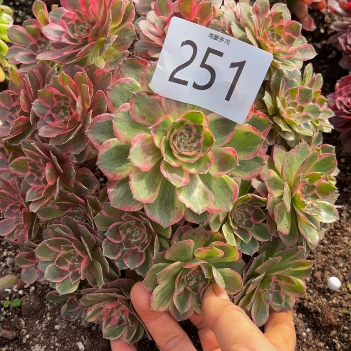 哈哈多肉植物福利251