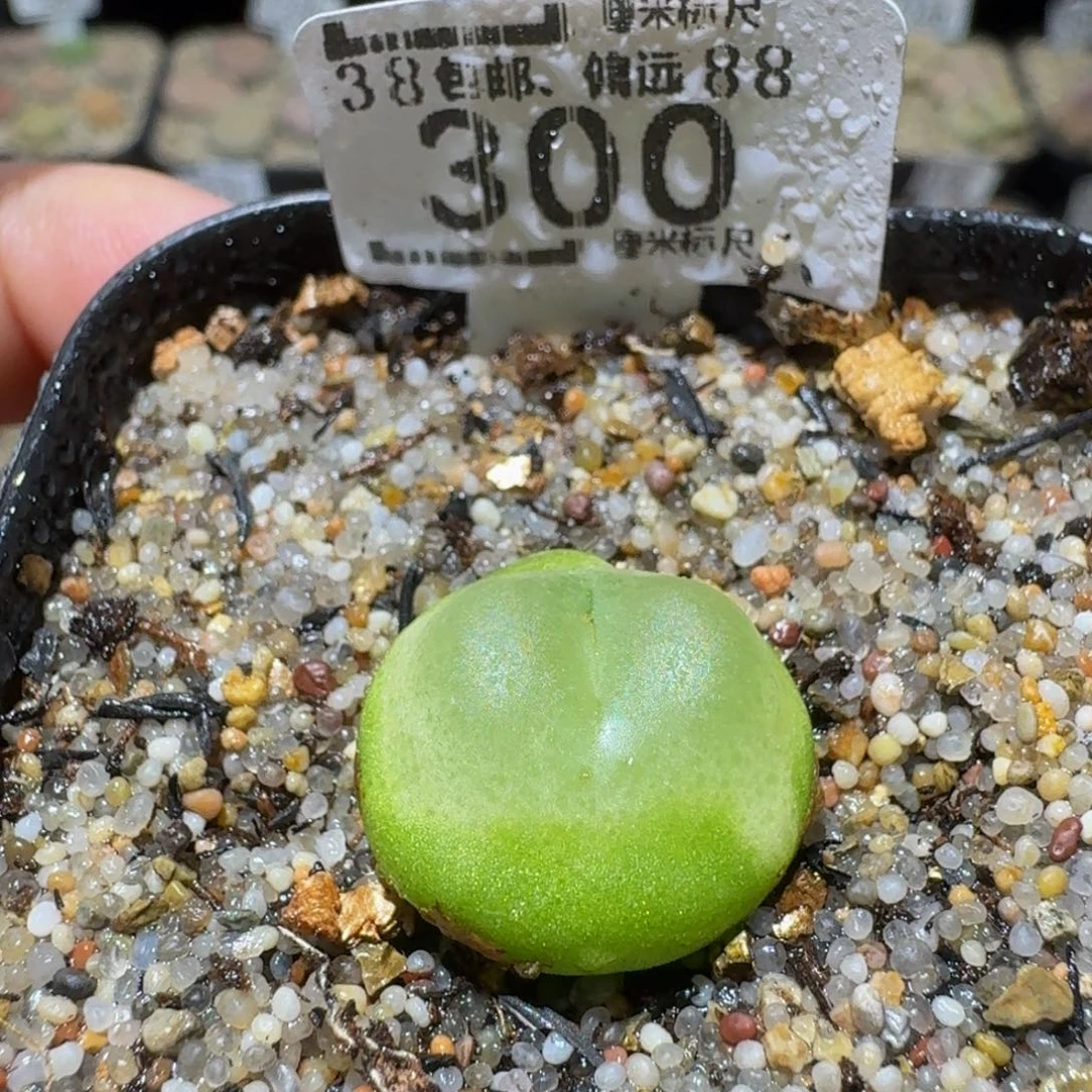 Sssss 好好看呀300