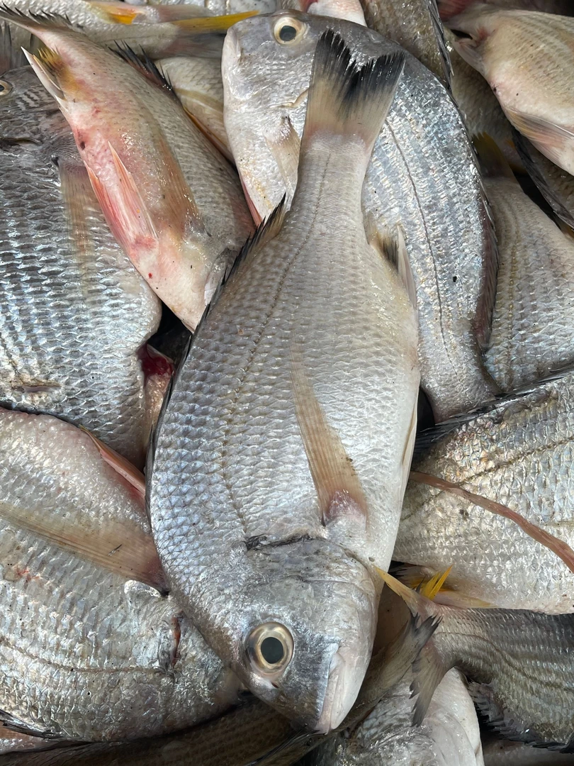 野生大黄翅鱼 、黄脚立  福建厦门发货  顺丰新鲜到家