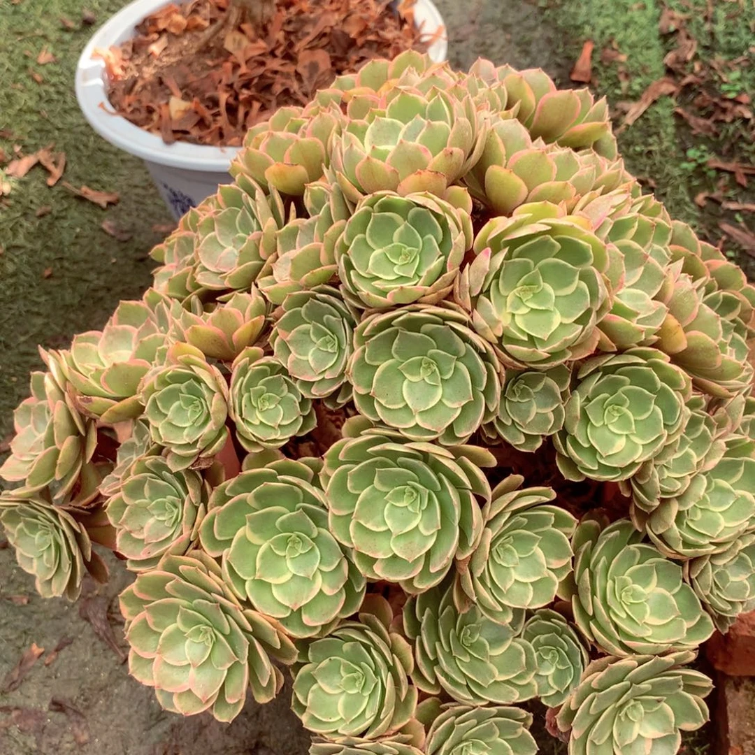 粉花妖摘心朵，多肉植物