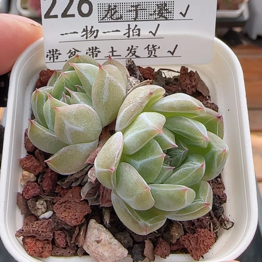 多肉0715-226雪花珍妮