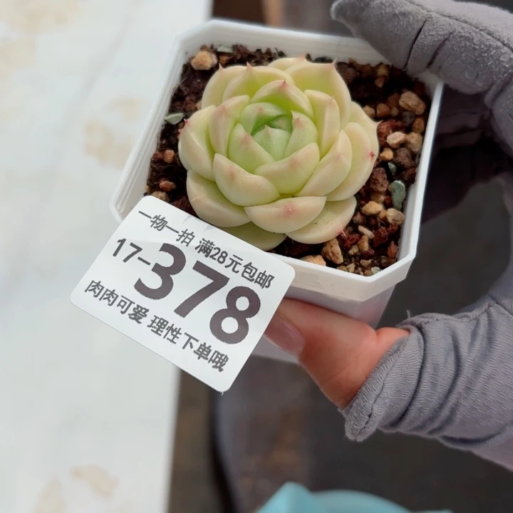 麦秆无盆土发货多肉多肉