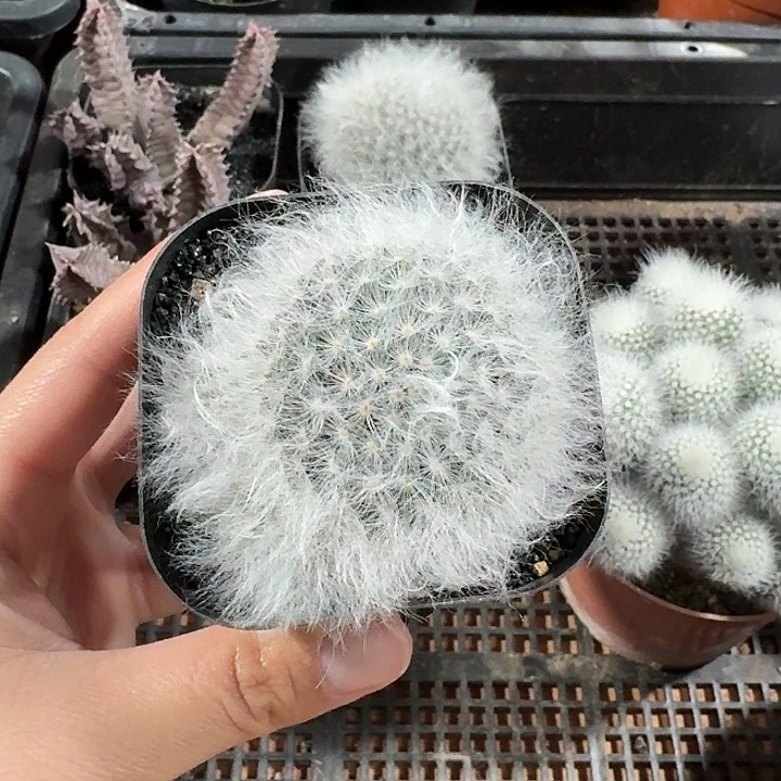 白云高莎仙人球123