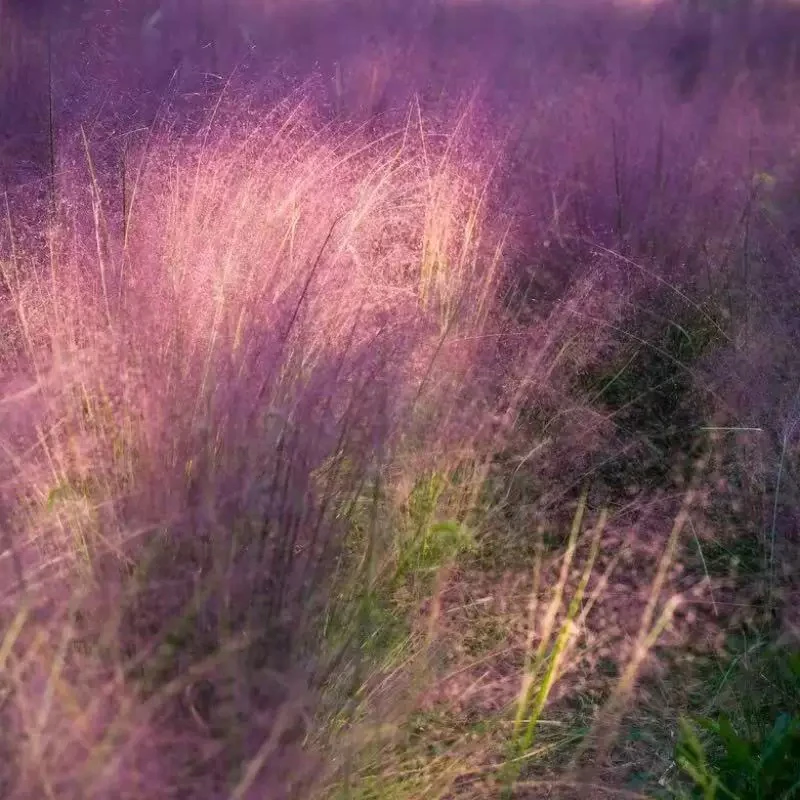 粉黛乱子草盆栽地栽多年生