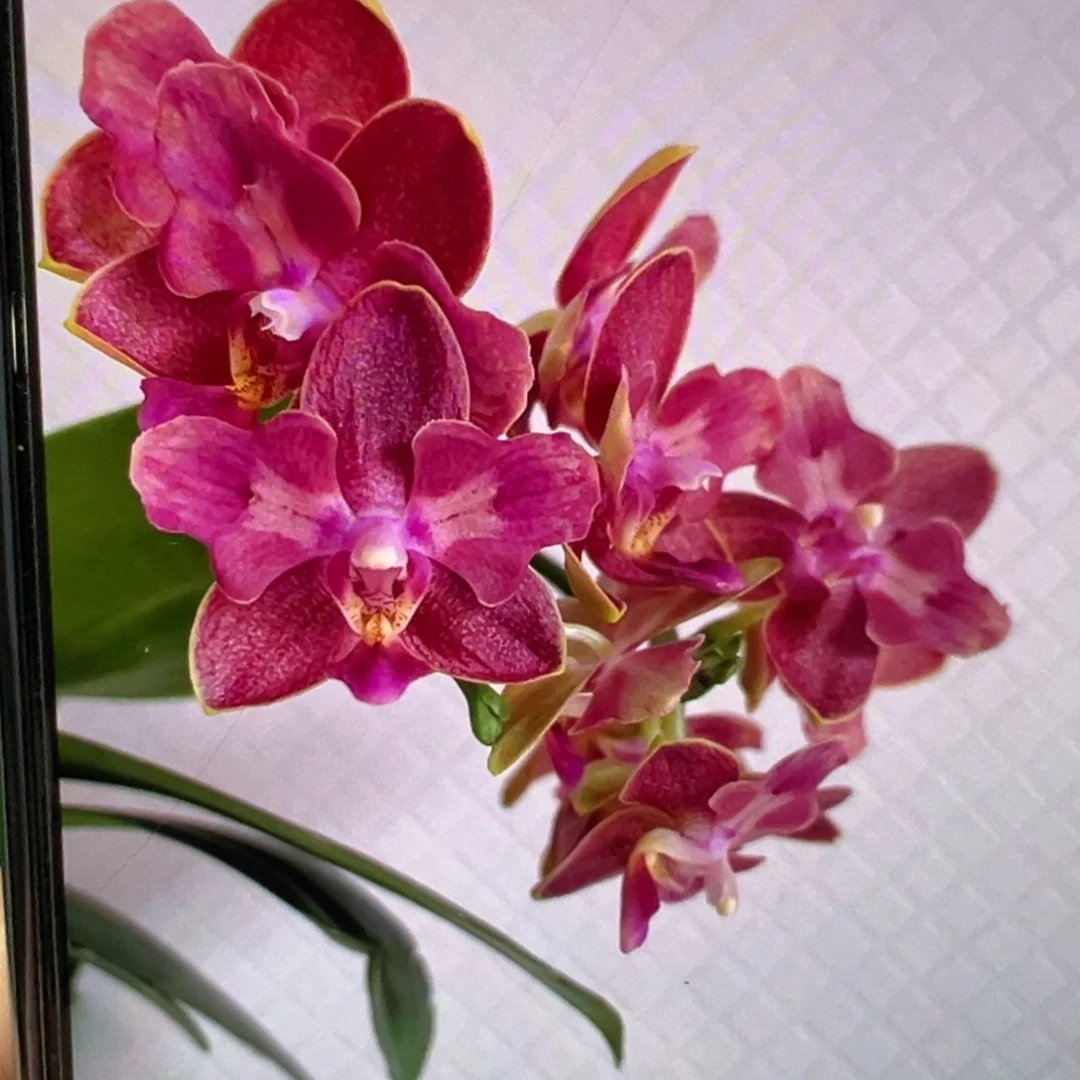 当前无花栽培后可以开花樱桃番茄，凑单发货