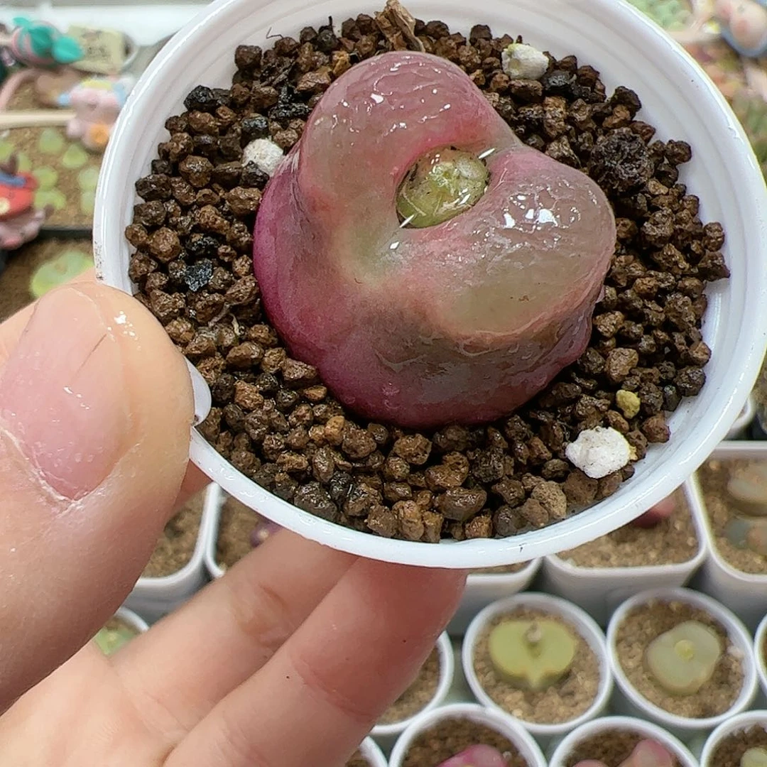 【闪购商品】254 带盆