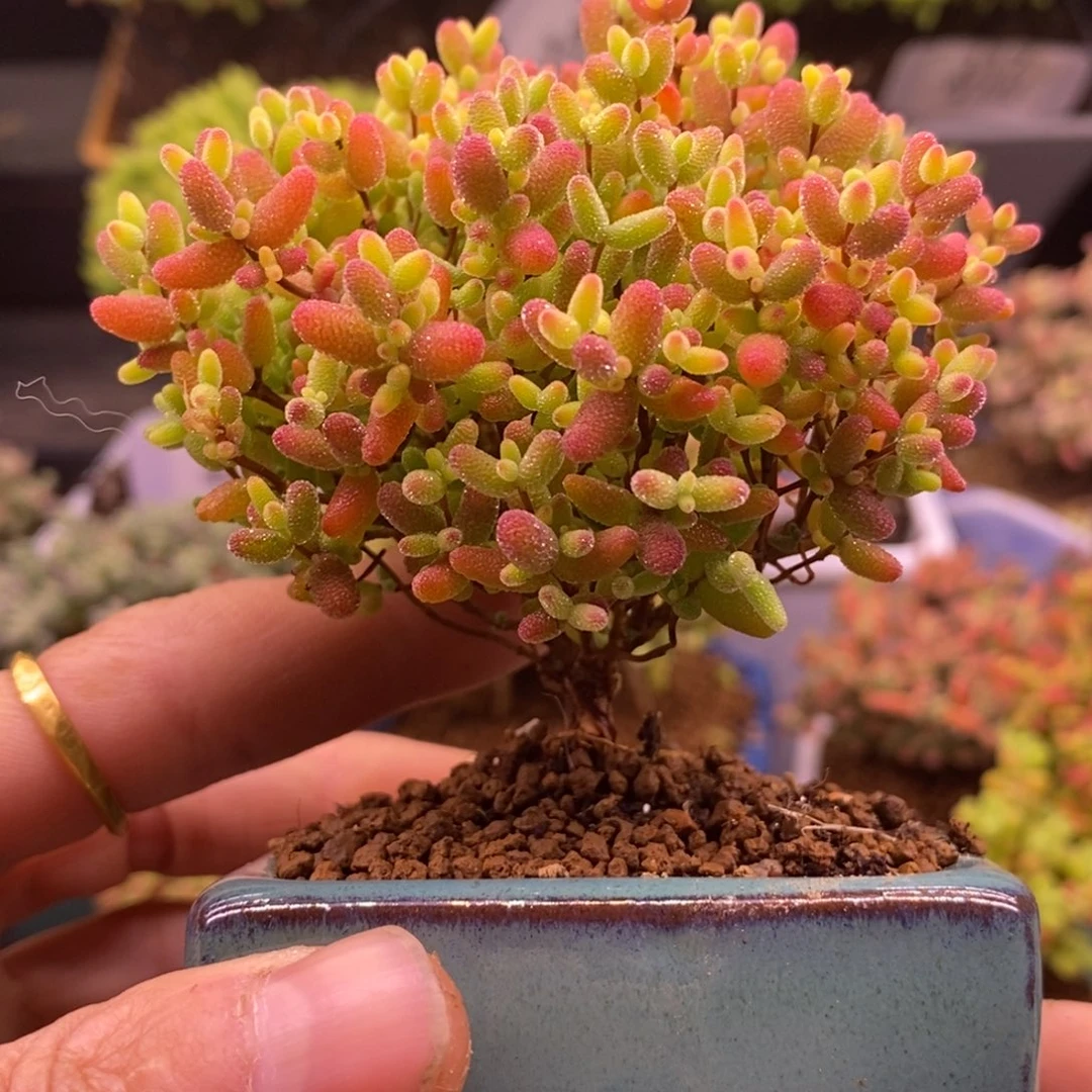 301蜜橘糖球带盆