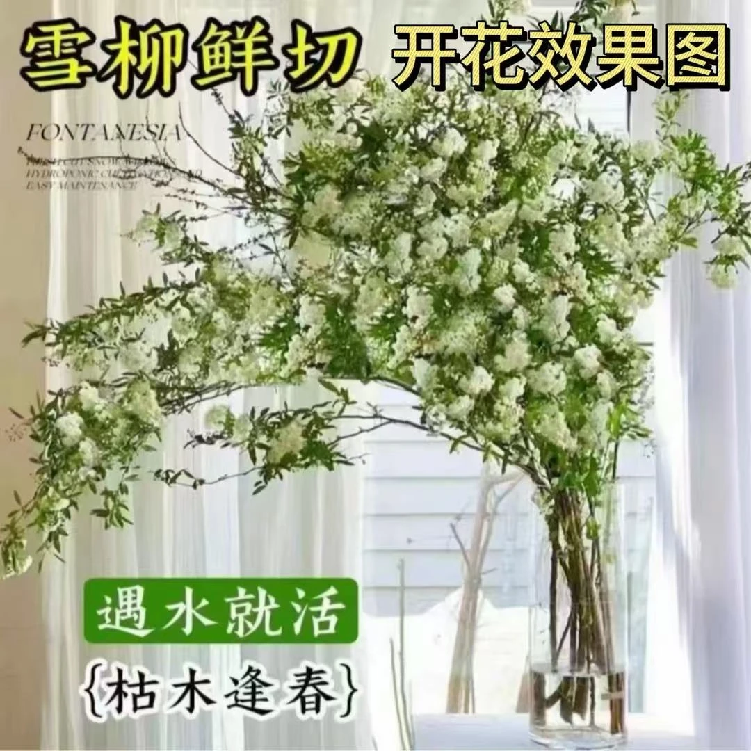 【遇水成活】雪柳盆栽水样开花水培雪花植物花卉遇水枯木插花绿植