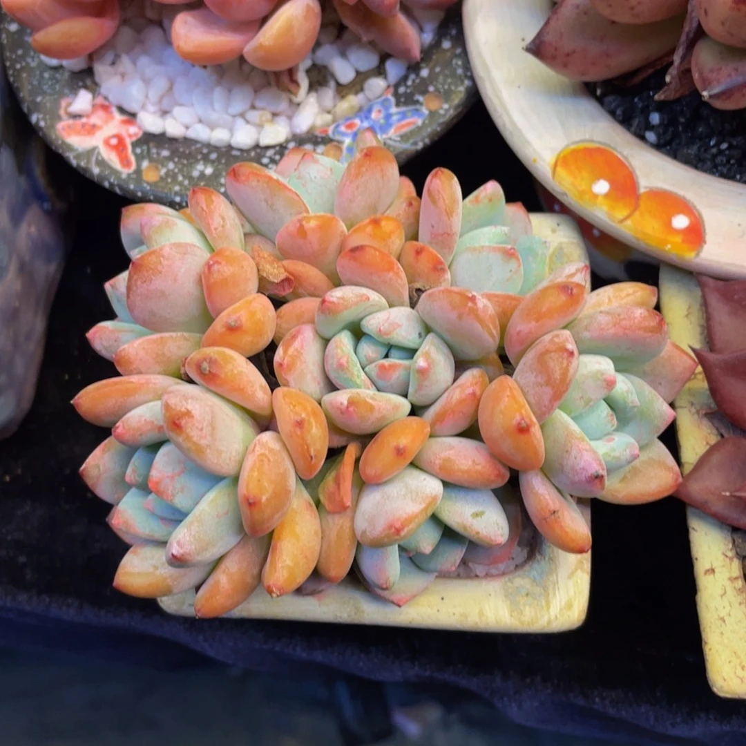 冷香多肉植物盆栽多肉