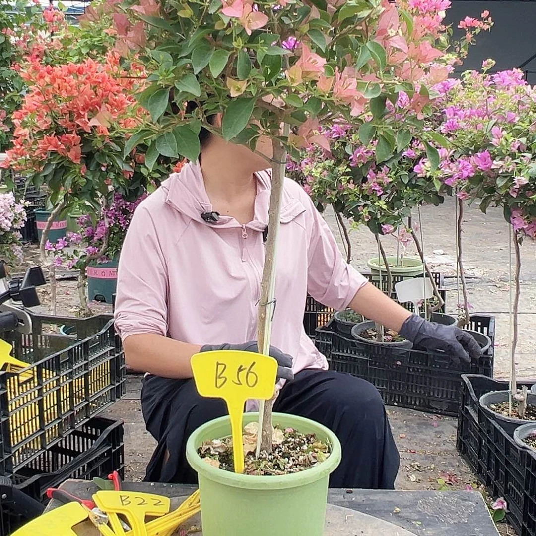 宁***远大部分花苞少量开放B56卡亚塔