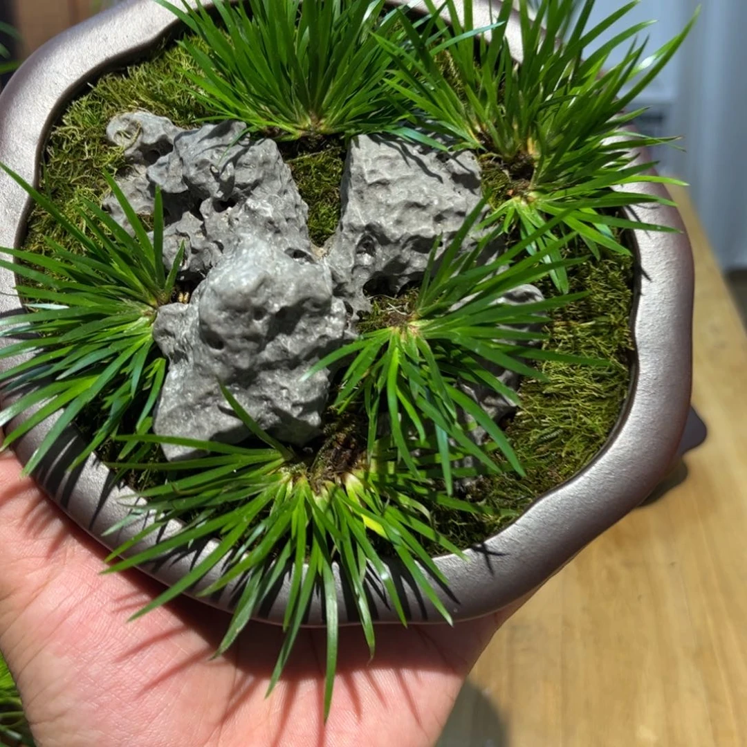 麒***麟无花朵紫砂花盆➕菖蒲