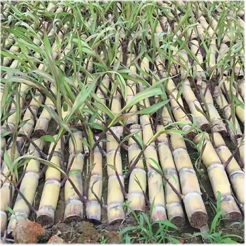 广西黄皮黑皮甘蔗种苗四季高产脆甜多汁春季南北种植正宗甘蔗种苗