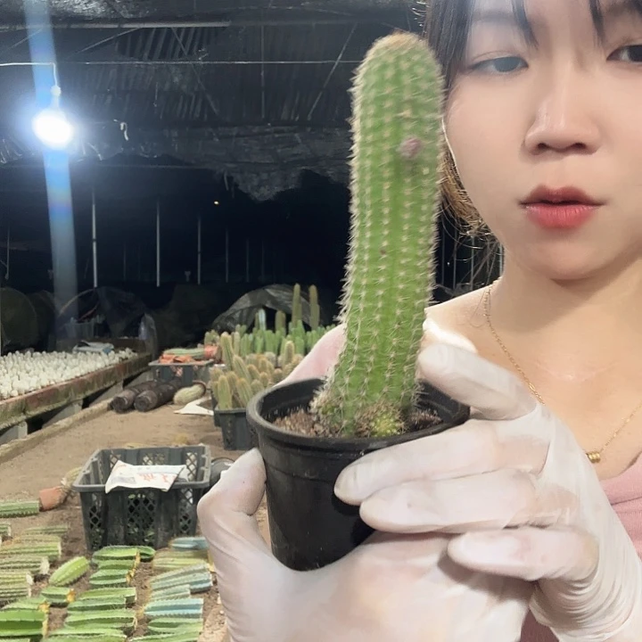 珍妮夫人小号（掉头掉崽不售后）