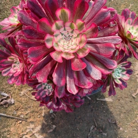 听**风多肉植物铜壶锦。