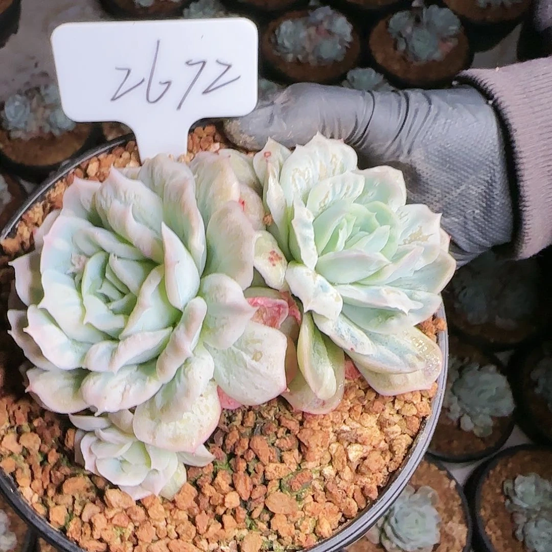 2672号   88      肉