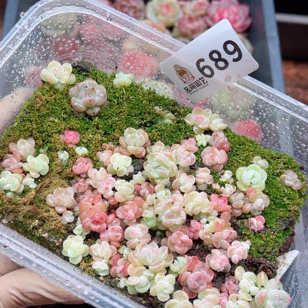 多肉植物多花植物