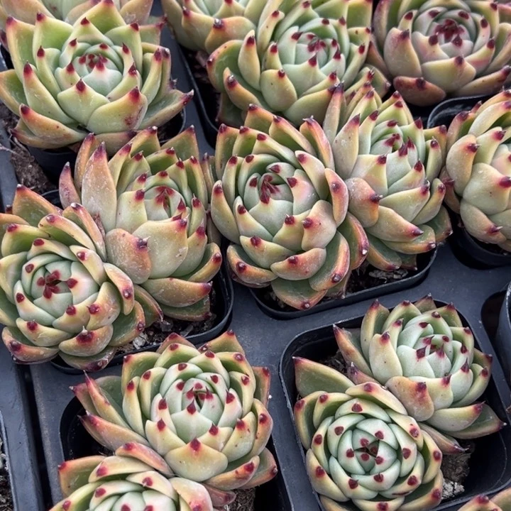 韩版蓝龙双头一颗量拍多肉满20包邮