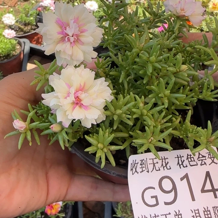 无花朵G914超小苗盆口10cm可能有虫