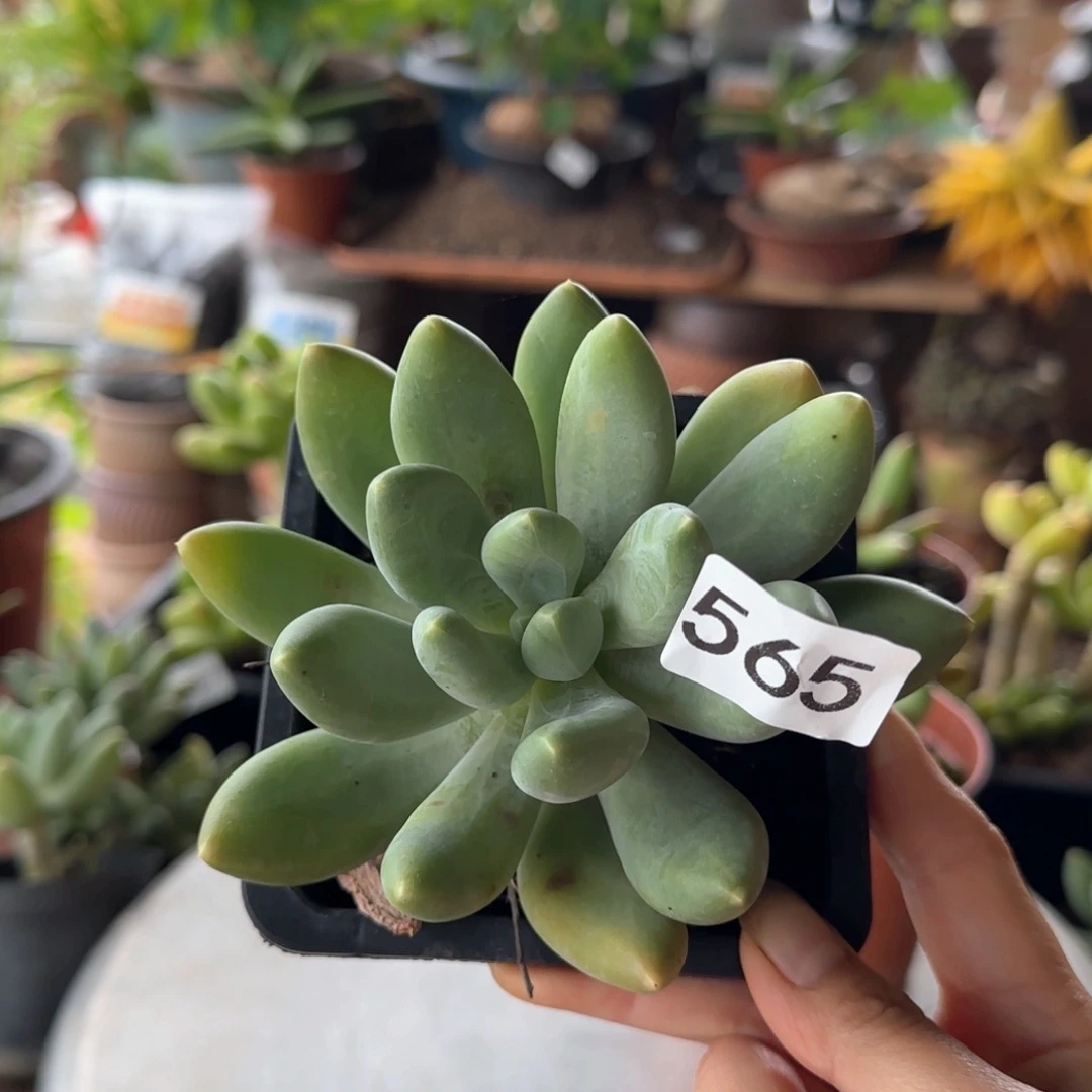 565号 一物一拍一物一拍