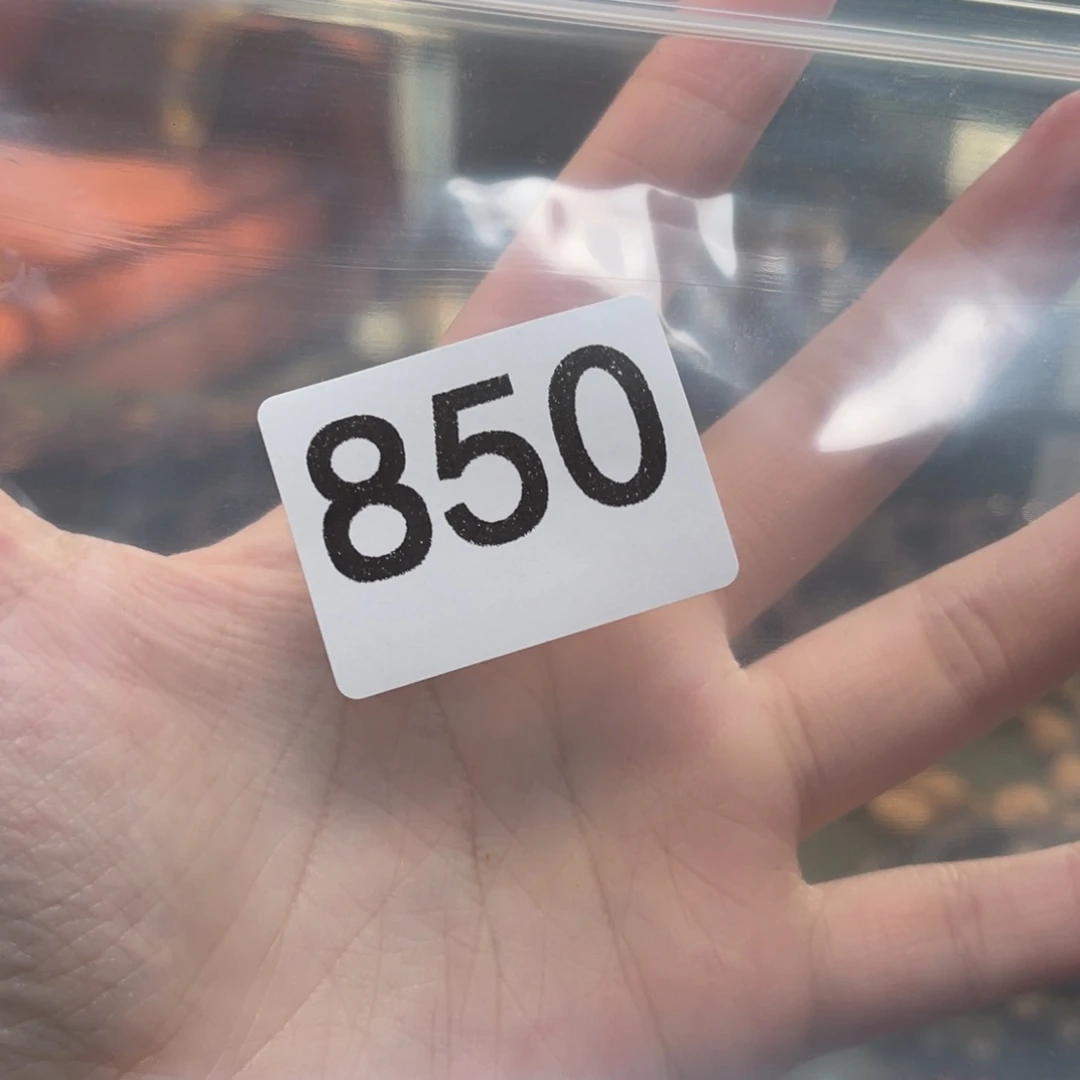 手串/手链降真香两条香胆高货850