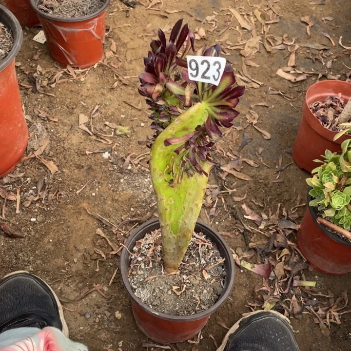 s***6923黑法师缀化22厘米高