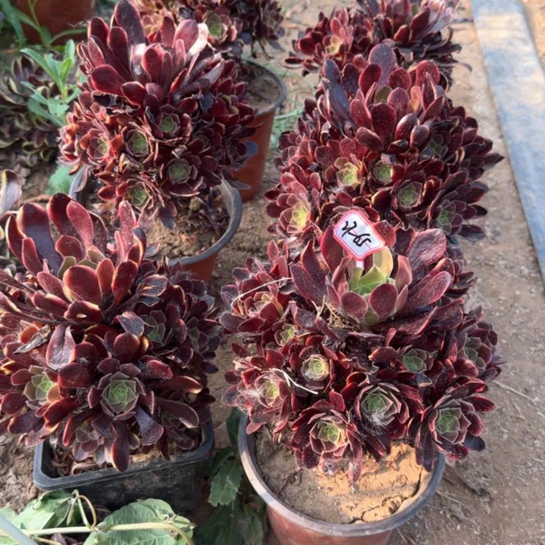 27-65欧嘉莉小亮牌9.9 2颗一组不包售后