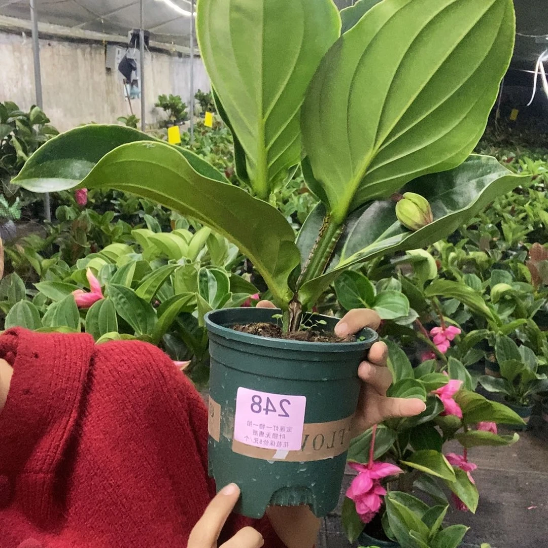 木本植物S****猫木本花卉248