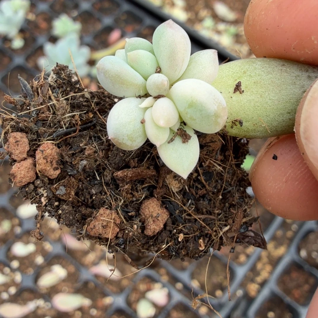 无名盲盒多肉锦植物