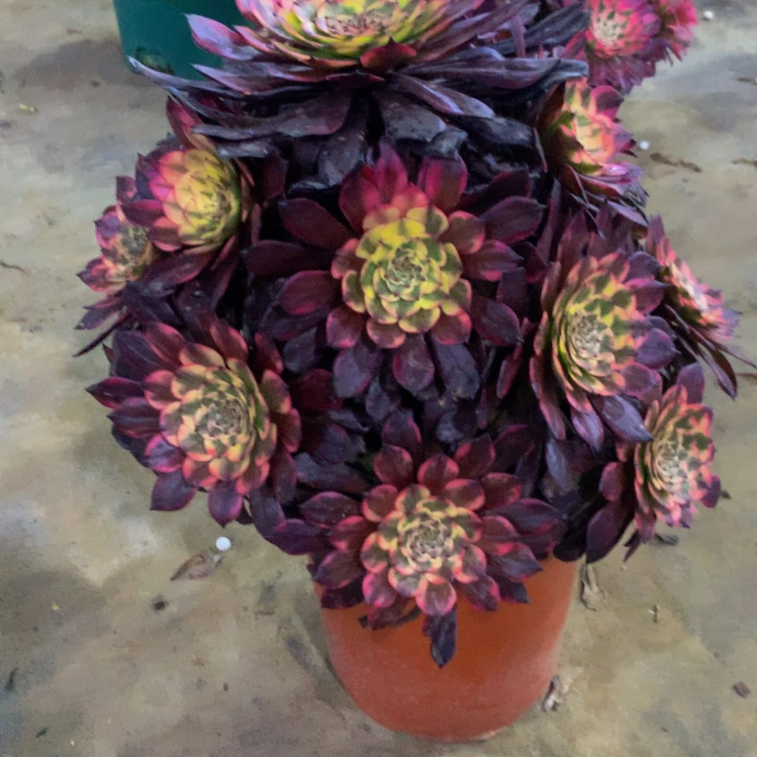 【闪购商品】大**书883烟花福利