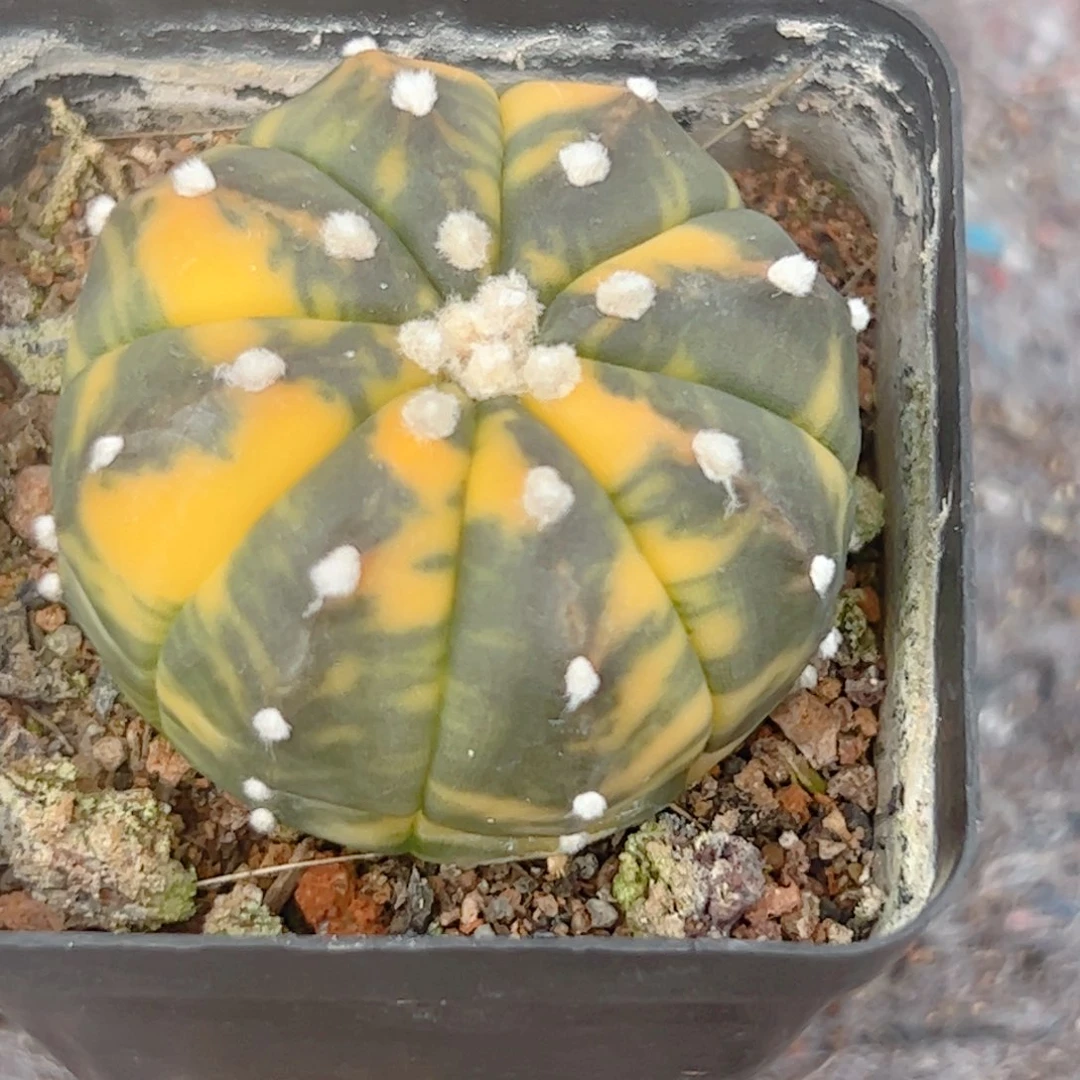 短的 兜锦仙人球