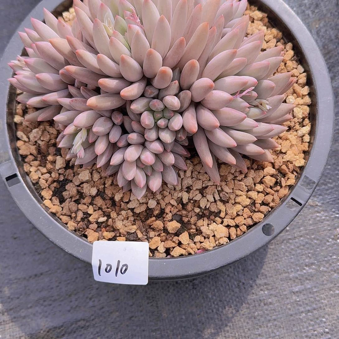 连*1010红蜻蜓多肉