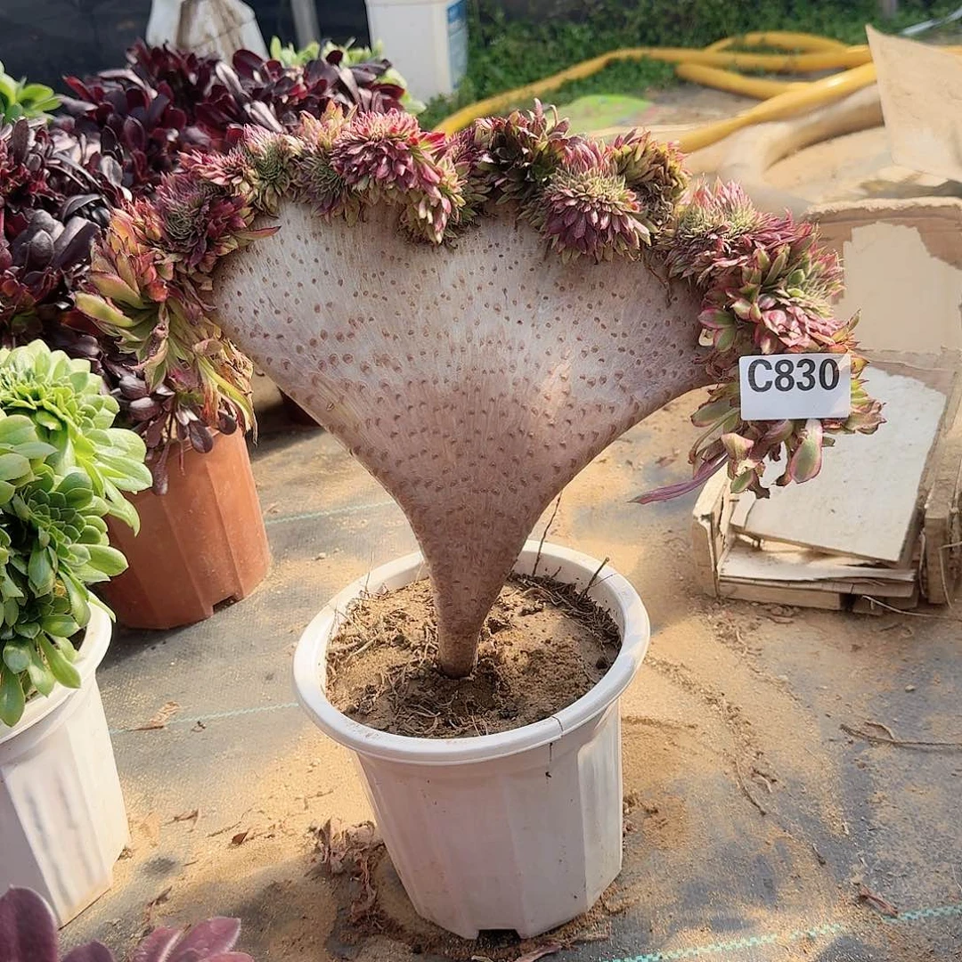 830红腹轮一颗呀呀