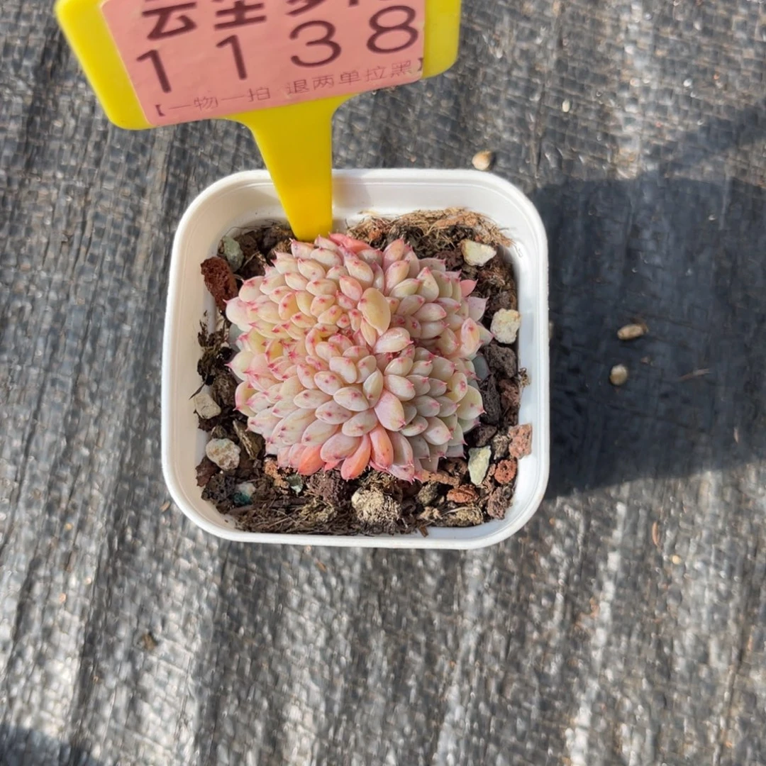 云尘多肉一物一拍1138，