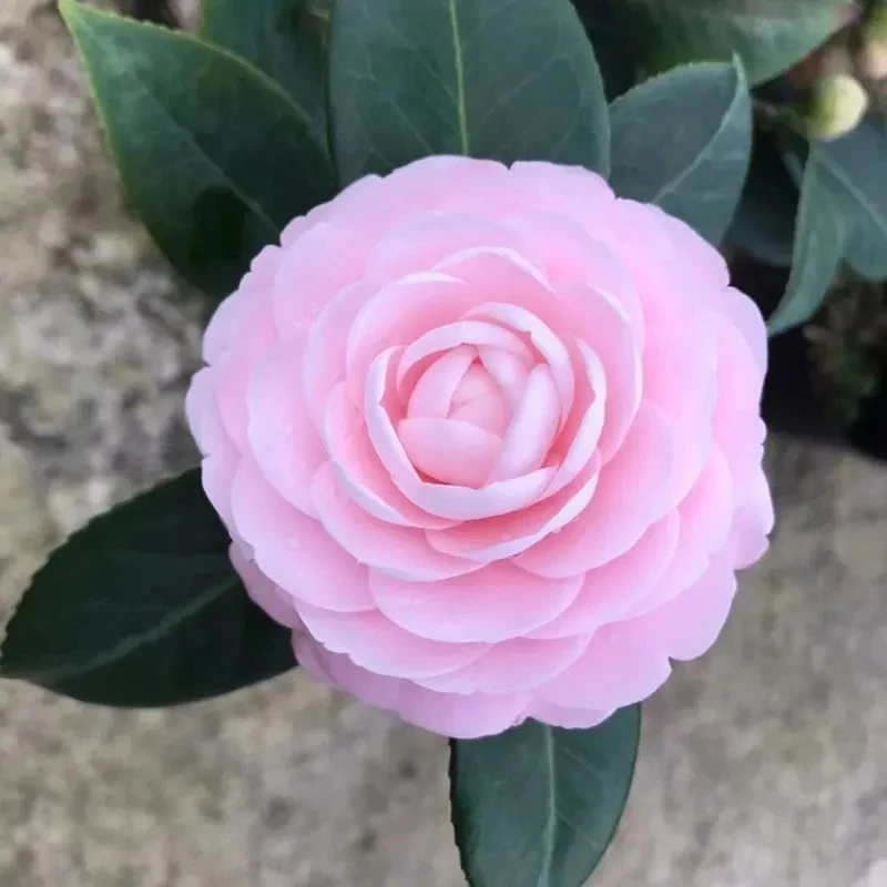 当年开花阳台绿植耐寒香妃山茶花五色茶花花卉盆栽植物四季庭院