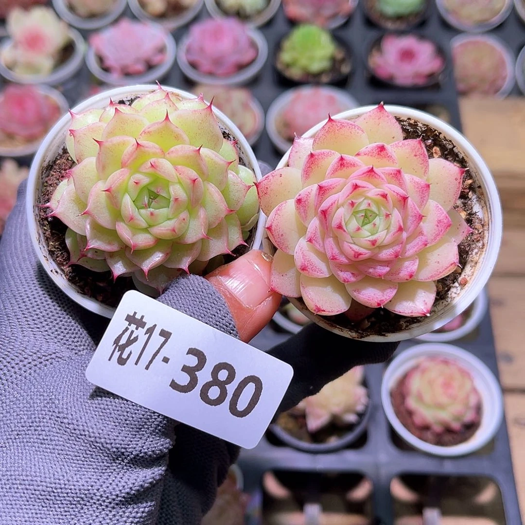 花17-380海王单头2颗