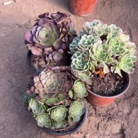 533多肉植物组合，