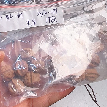 吊坠猴头核桃金蟾14/15杰作血蛤17颗