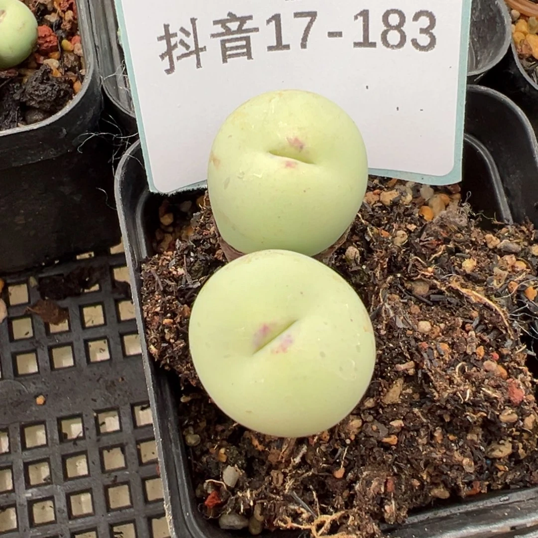 ****儿17-183肉锥多肉植物，